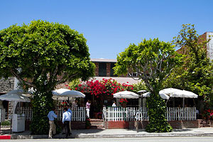 The Ivy